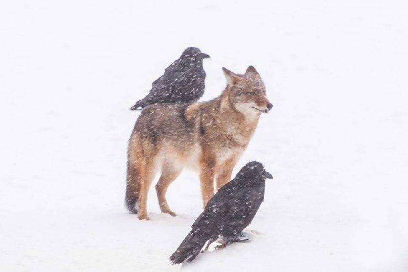HourlyYote's tweet photo. [🔗](https://t.co/Rh8XKIQX8b) https://t.co/LriMMupI2u