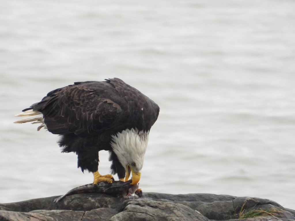 BrainMechanic tweet media