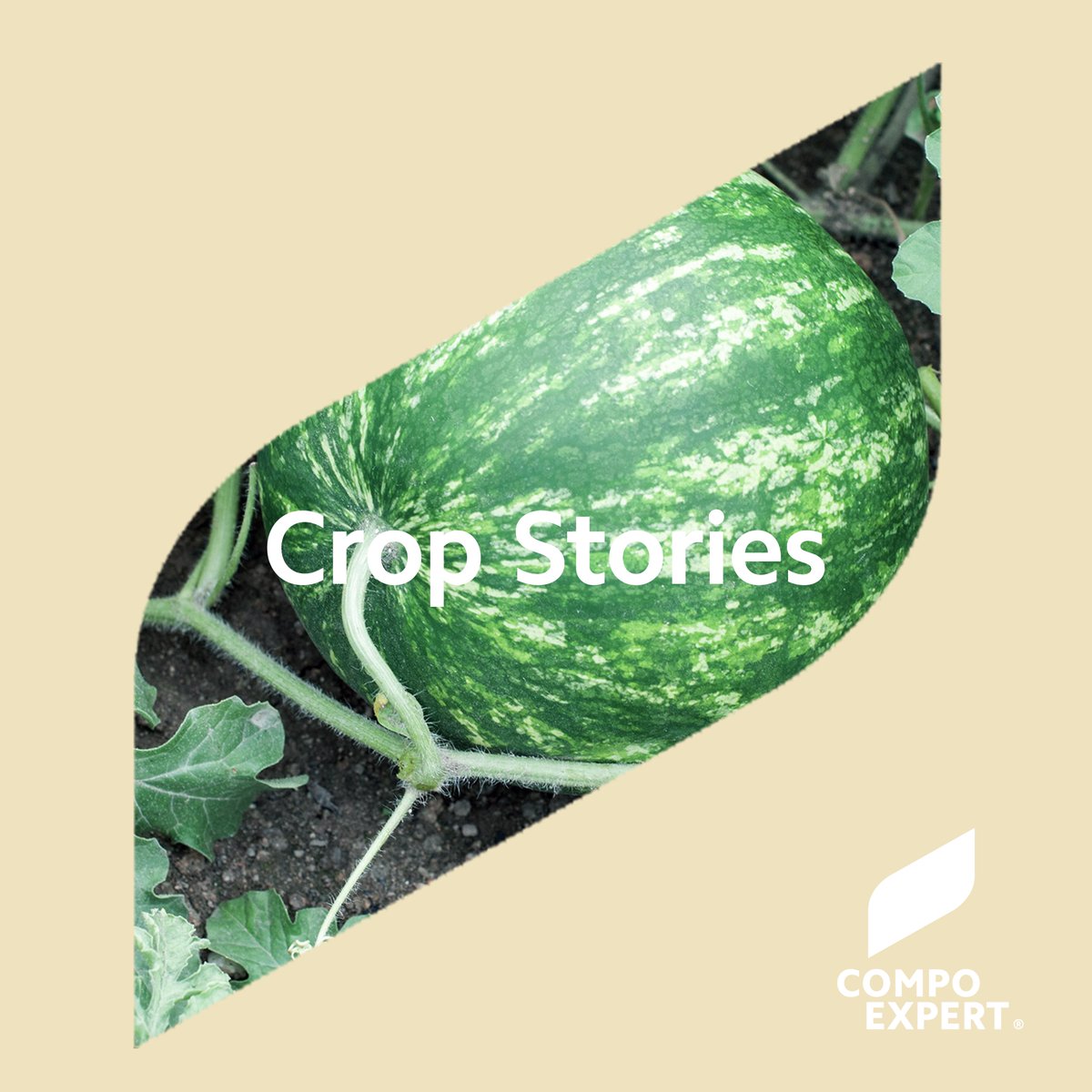 COMPOEXPERT_GR's tweet photo. Today, we turn our attention to watermelon. Watermelon cultivation in our country dates back to antiquity, with the first references coming from the time of the ancient Greeks.🍉
#compoexpert #cropstories #keys2mycrop #watermelon #agriculture #farming #LOGIC #expertsforgrowth https://t.co/nbZyJAqUUz