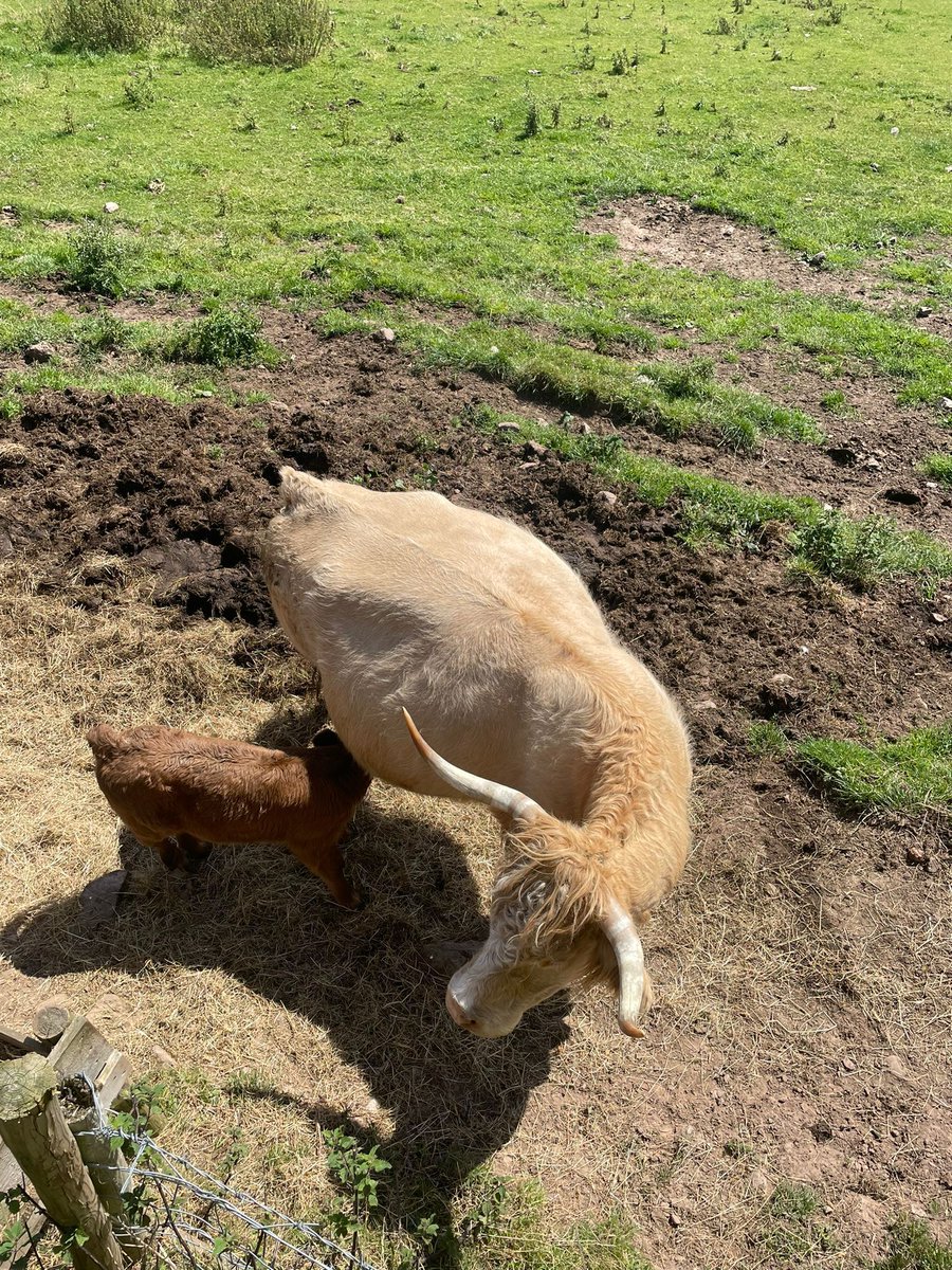 So many baby coos on the croft this month!! A closeup of Fergus &amp; Morag's new baby 🥰 #coos #highlandcoos #scotland #cowsofinstagram #highlandcows #visitscotland #highlandlife #farmlife #scottishhighlands #communitytourism