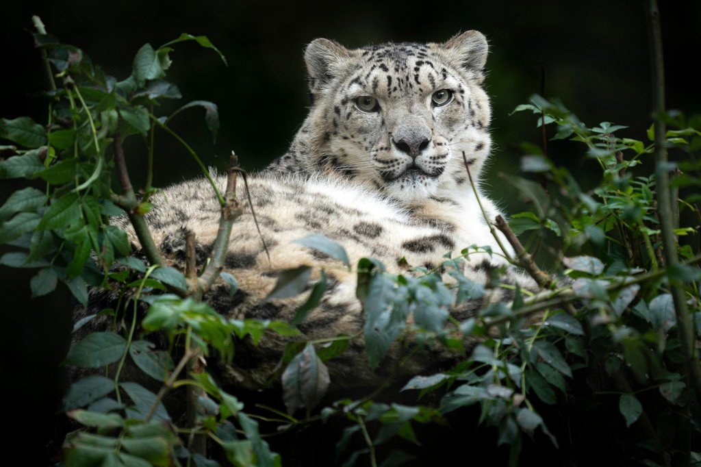 Marwellwildlife's tweet photo. It is with great sadness that we announce the death of our elderly snow leopard, Irina, after a decline in her health due to age related symptoms. 

Read more: https://t.co/0ipWqPYmRv https://t.co/iSRwANU0Hj