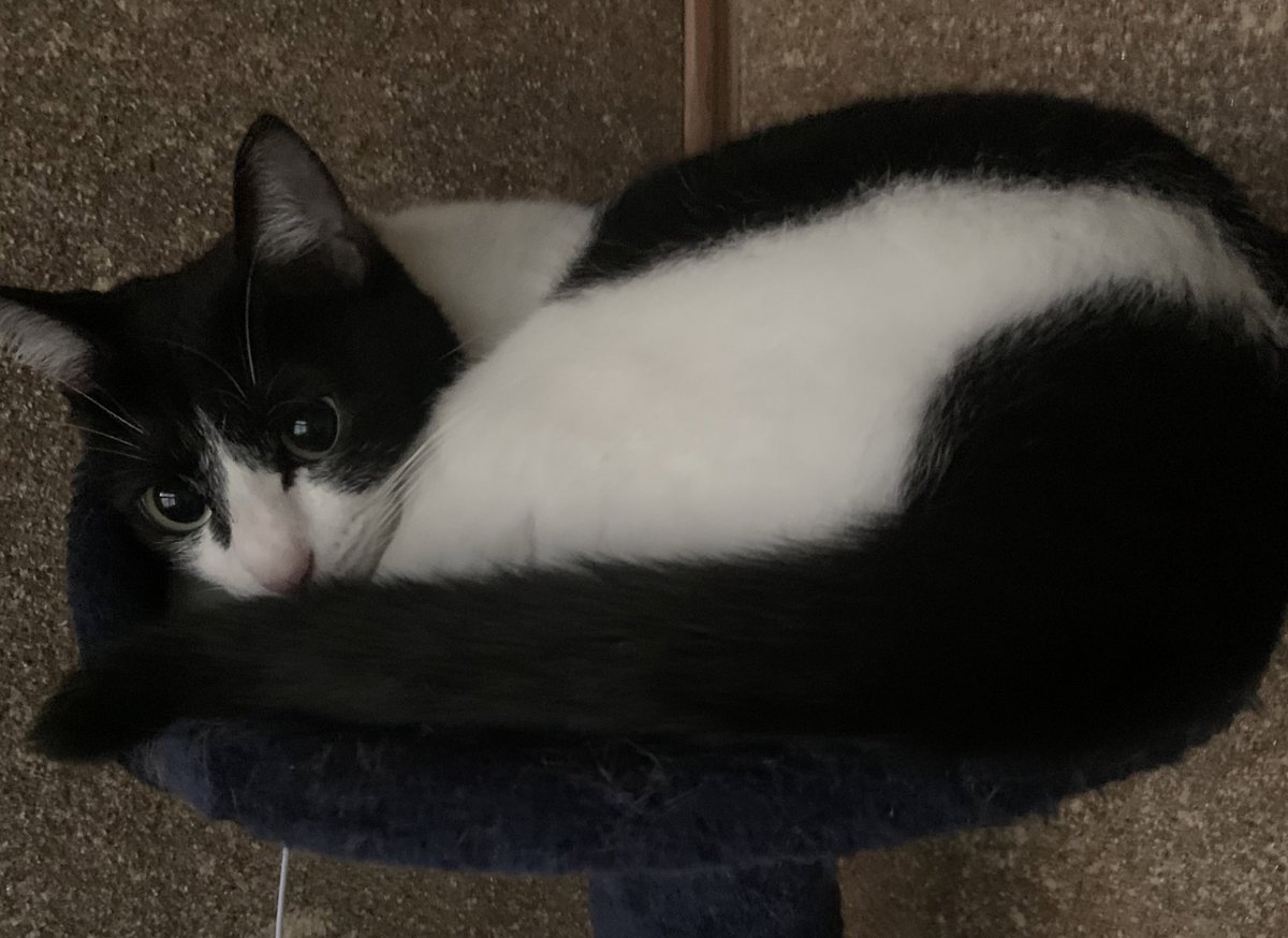 yotsuba__12's tweet image. #今日のあんこ