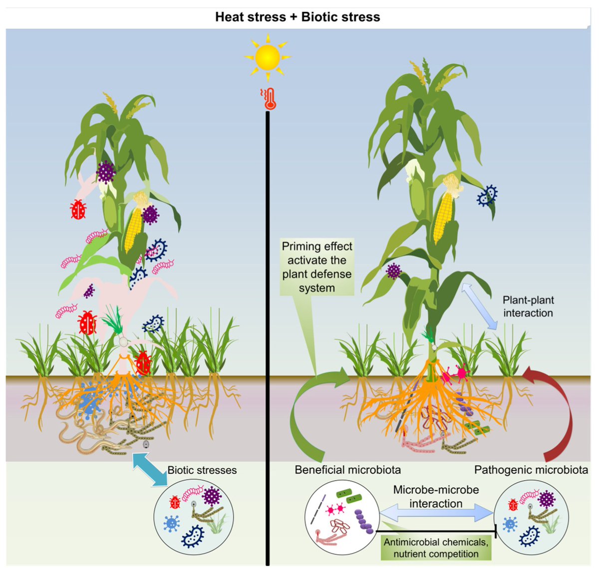 Abiotic stress in plants (Green Survivors) (@abioticstress) on Twitter photo Review by <a href="/rahultnau/">Rahul M Shelake</a> et al. <a href="/sgwagh/">Sopan Wagh</a> <a href="/Jae_Yean/">김재연 Jae-Yean Kim</a> <a href="/Plants_MDPI/">Plants MDPI</a>
#Heat Stress & Plant–#Biotic Interactions: Advances & Perspectives
mdpi.com/2223-7747/13/1…
#PlantSci <a href="/hotscience/">hot science</a> <a href="/ScienceAlert/">ScienceAlert</a> <a href="/isciverse/">Top Science</a> <a href="/TosariCropRC/">Tosari Crop Research Centre</a> <a href="/hotplant/">Peter M</a> @SocietyCrop <a href="/GHRSST/">Group for High Resolution Sea Surface Temperature</a> <a href="/sci_plant/">Plant Science</a> <a href="/bioticstress/">Biotic stress in Plants 🍀☘️🌴☘️🌿🌹🌺🕷🪰🐜🐞🐝🐛</a> <a href="/Sdg13Un/">🇺🇳 #UN 🇺🇳 #SDGs 🌏 #ClimateAction 🌐 #ActNow</a> Review by <a href="/rahultnau/">Rahul M Shelake</a> et al. <a href="/sgwagh/">Sopan Wagh</a> <a href="/Jae_Yean/">김재연 Jae-Yean Kim</a> <a href="/Plants_MDPI/">Plants MDPI</a>
#Heat Stress & Plant–#Biotic Interactions: Advances & Perspectives
mdpi.com/2223-7747/13/1…
#PlantSci <a href="/hotscience/">hot science</a> <a href="/ScienceAlert/">ScienceAlert</a> <a href="/isciverse/">Top Science</a> <a href="/TosariCropRC/">Tosari Crop Research Centre</a> <a href="/hotplant/">Peter M</a> @SocietyCrop <a href="/GHRSST/">Group for High Resolution Sea Surface Temperature</a> <a href="/sci_plant/">Plant Science</a> <a href="/bioticstress/">Biotic stress in Plants 🍀☘️🌴☘️🌿🌹🌺🕷🪰🐜🐞🐝🐛</a> <a href="/Sdg13Un/">🇺🇳 #UN 🇺🇳 #SDGs 🌏 #ClimateAction 🌐 #ActNow</a>