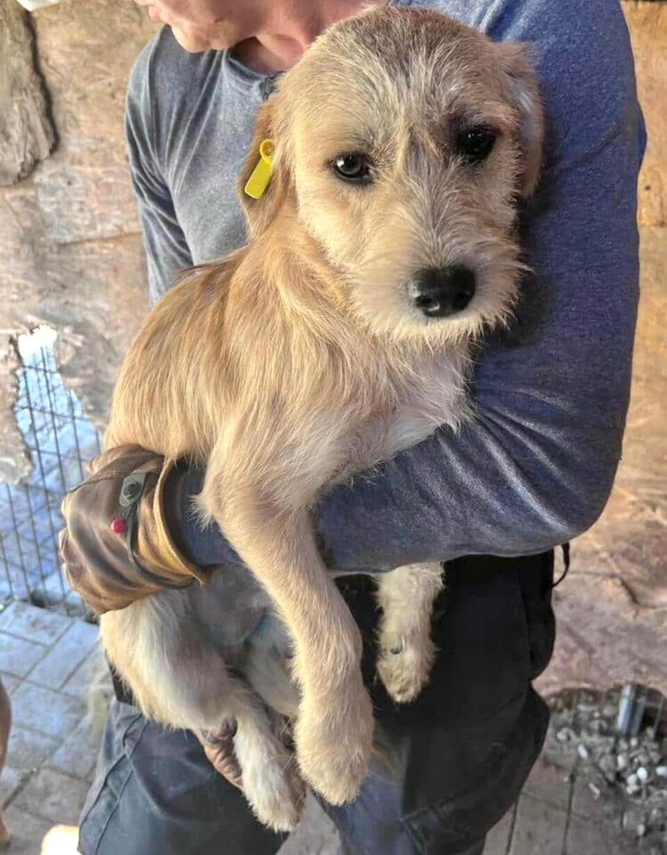 Der kleine ALFIE sucht seine Menschen❣️

wartet im Tierheim Bucov

Während unseres Besuchs kam dieser kleine Rüde gerade neu ins Shelter. ALFIE wurde geimpft und kastriert und begegnete uns direkt sehr freundlich.

🐶Profil:prodogromania.de/alle-hunde/alf…
💌Kontakt: info@prodogromania.de