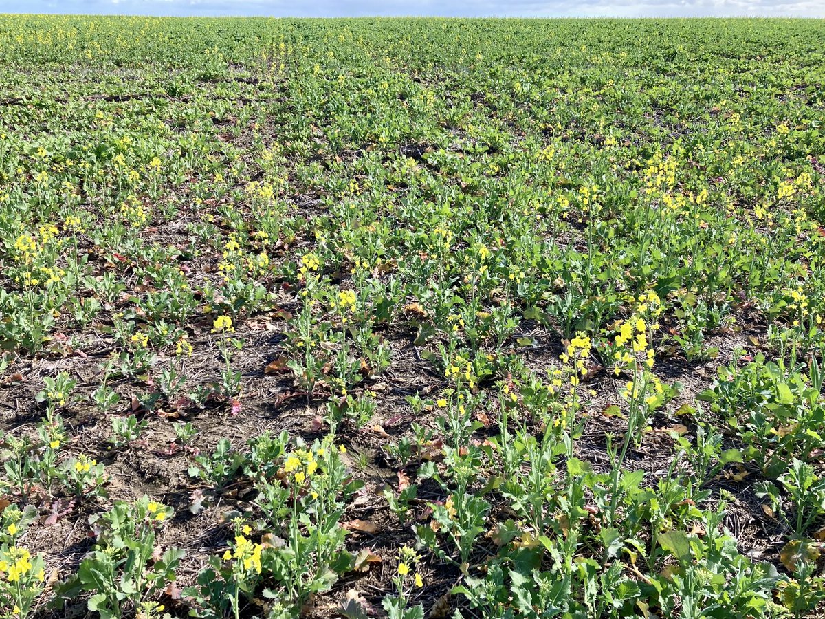 Sclerotinia stem rot is commencing in canola crops. Photos show infection moving from lower leaf on ground to stem. Use SclerotiniaCM for making economic spray decisions: to spray or not, best timing &amp; which crops to prioritise as yield potentials vary this year  <a href="/DPIRDbroadacre/">DPIRD Broadacre - WA Grains & Livestock</a>