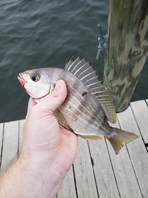 bestfishcare's tweet photo. π£ Dive into the world of Spot Fishing! From top tips to must-know techniques, weβve got you covered. Ready to reel in the big ones? Letβs get started! π
#fishingtips #spotfishing #fishinglife #today #fishinglive #new #world #uk #usa #usafishing #canada #newthing #foryou https://t.co/jUneHiNn53