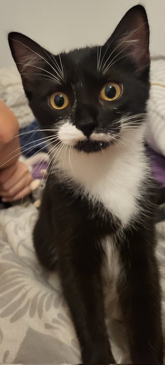 EiriYu's tweet image. A może ktoś szuka sobie szalonego kociaka?😻