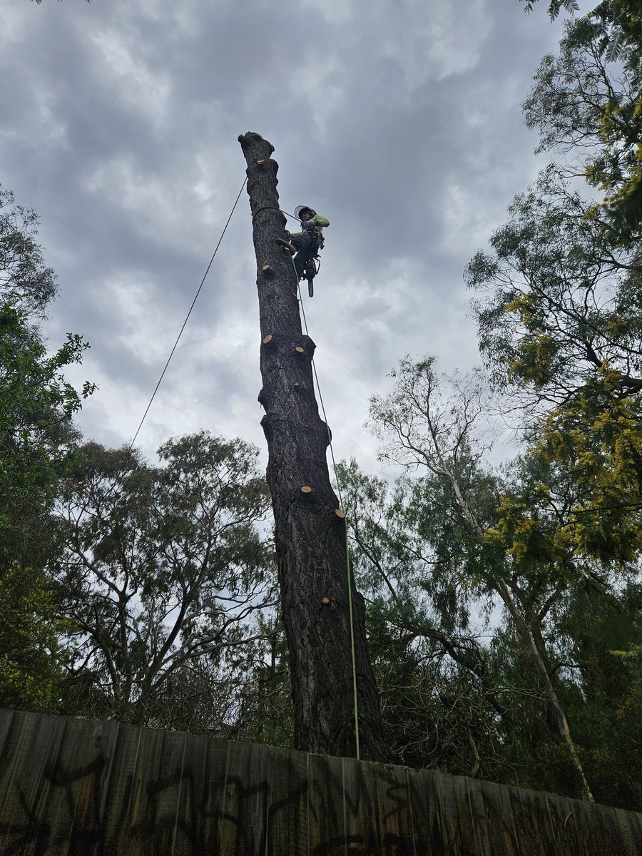 AllTreesSaved's tweet image. Dead pine tree removal and fairy tea circle created. #Topp #dead #tea
