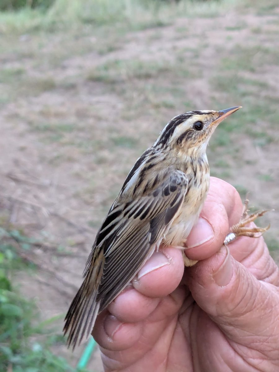 Bucktonbirder's tweet photo. Cloud and stronger west wind has slowed the birds but Aquatic Warbler on the first round. #acrola @EugeneBirds at Donges, Loire-Atlantique https://t.co/IixOdD3KBH