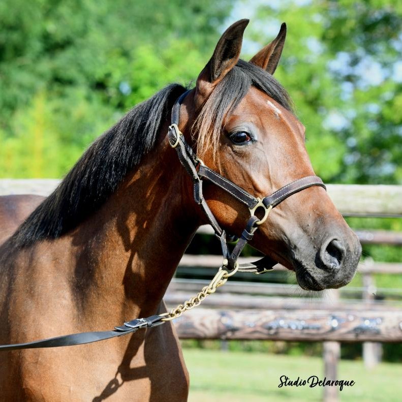 LendersMike's tweet photo. Deauville 28.8. Ventes de Yearlings Sélectionnés
No. 3 filly by Bold Eagle - Family Queen 1.12
https://t.co/AD5zK1mbXG https://t.co/an1giFKQIa