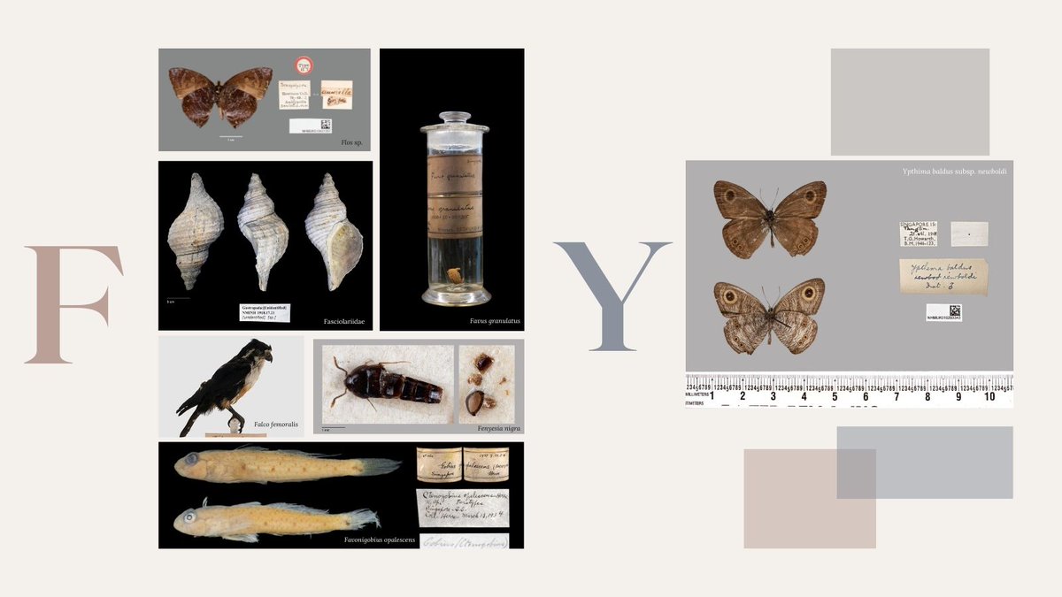 This month, SIGNIFY celebrates our 2nd year anniversary 🎉🎂

A big part about the project revolves around specimen we digitisation, so what better way to celebrate this than showcasing specimens whose names start with the letters that make up S-I-G-N-I-F-Y 🤩