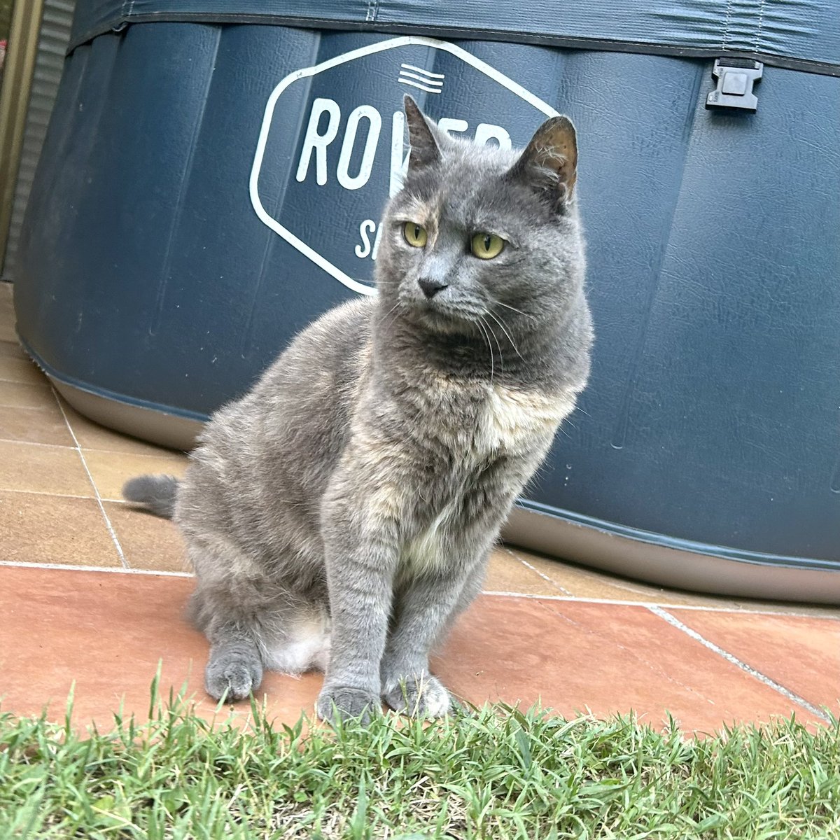 RealLifeCats1's tweet photo. ☀️Buenos días😊Good morning☀️
.
.
.
📸-Baguira😻
#gatitos #gatos #cats #catsofinstagram #cat #catstagram #gato #gatosdeinstagram #kitten #santcugat #kittens #gatacarey #instacats #instacat #catlover #gatitosbebes #love #catoftheday #animals #pets #cats_of_world #reallifecats https://t.co/ikv9AgCDj1