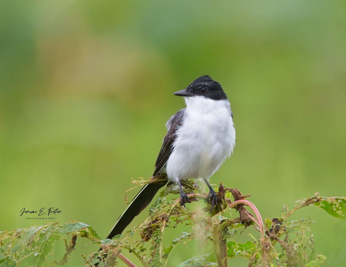 Jerome E. Foster Photography 🇯🇲 🇹🇹 🇱🇨 tweet media
