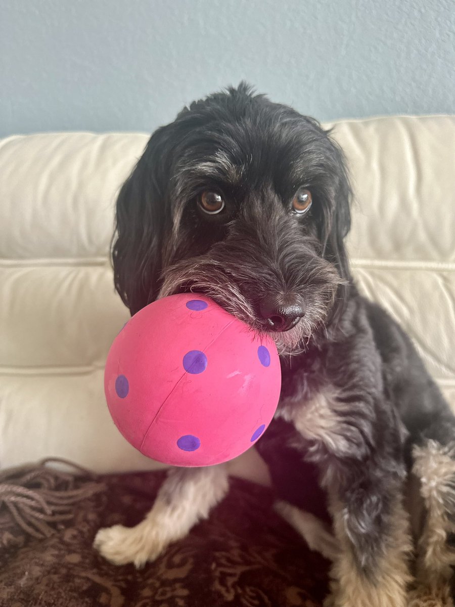 SverkGirl's tweet photo. @pnjaban Aussiedoodle 💕 https://t.co/mvxEqONVoC