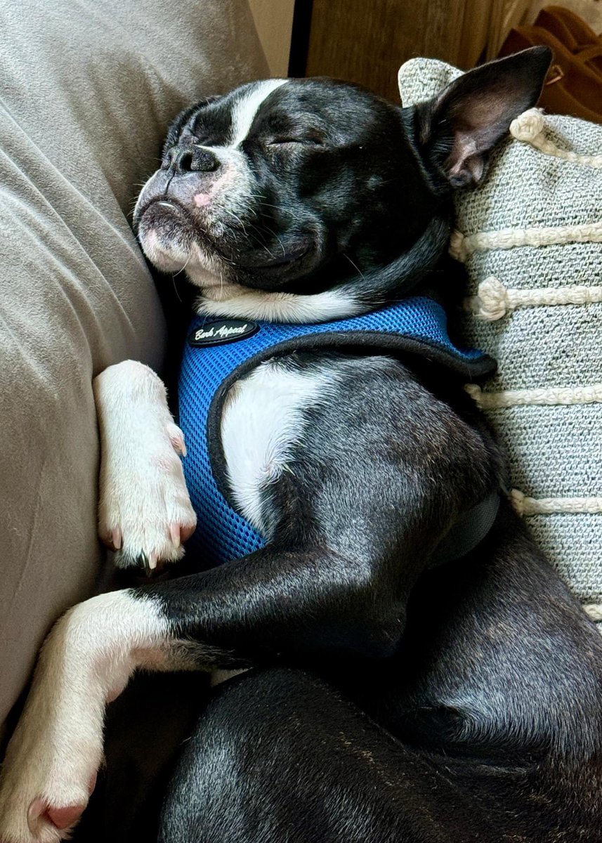 NEBTR's tweet photo. 💙 Blue is Ready for Adoption! 🩵
 
My name may be Blue, but I’m an adorable happy 9-month-old boy looking for my forever home! I’m extremely sweet and love to be with my people!

If you would like to apply to adopt Blue, please click here:
https://t.co/VdtpqOu4he https://t.co/VaANDcMGFt
