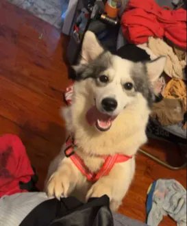 SNOW IS MISSING IN BROOKLYN: last seen at Avenue M and E 16th St, she's 22 pounds and chipped: 985113007138401. If you've seen or found her please call 888-466-3242 and PLEASE RT SNOW!