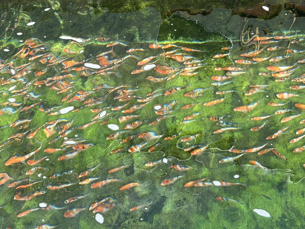 IDuOnRTepImJMPJ's tweet photo. おかえり😄

https://t.co/UhIlOivfUm錦鯉　#koifish #koifarm #広島県　#福山市 https://t.co/E9vK0KL3Ou