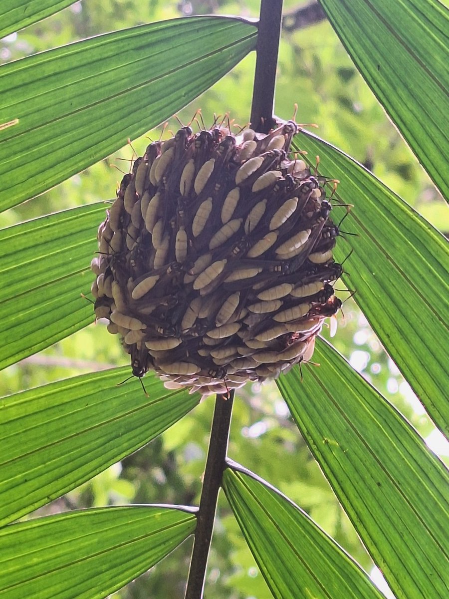 LagoJulia's tweet photo. Nests of Apoica have no enclosing envelope and are composed of a single comb that hangs under the branch.[11] The large nests have a distinctive appearance similar to a straw hat or basket https://t.co/vcxWiO7WKv