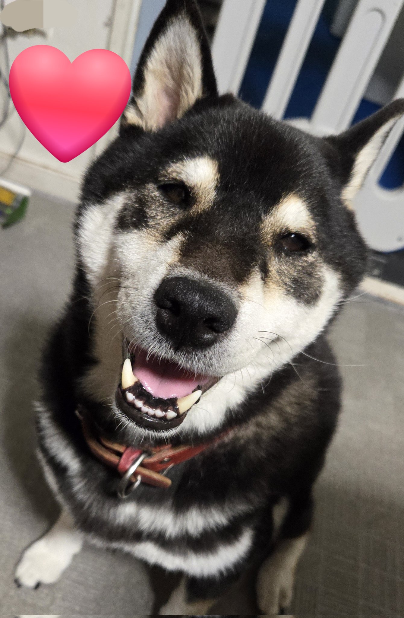 🍄🍡黒柴ケン太 🐶 (@kurokenta0820) / X