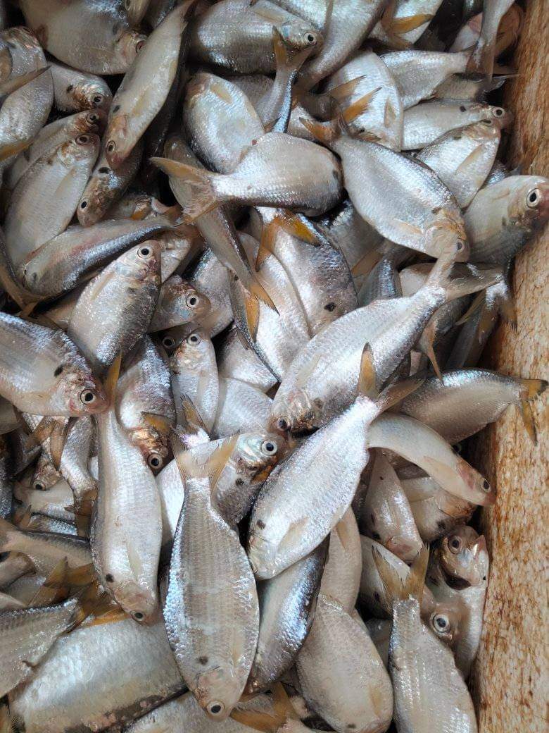 SUGIANT59834347's tweet photo. Kamis(01/08/24) Sugianto,Luhkan Kab.Inhil,di KUB SINAR TERANG Ds.Pulau Burung tangkapan Ikan Selangat 30 Kg/20.000/Kg,ikan Belanak 25 Kg/45.000/Kg dengan api Jaring Insang,bulan Agustus 2024
#GiatLuhkanSatminkalMedan #Inhil
#Tangkap #bpppmedan_brsdm https://t.co/mXnm3gu9e5