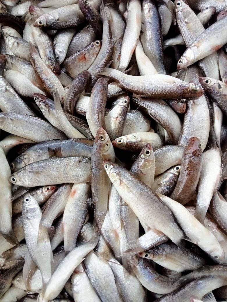 SUGIANT59834347's tweet photo. Kamis(01/08/24) Sugianto,Luhkan Kab.Inhil,di KUB SINAR TERANG Ds.Pulau Burung tangkapan Ikan Selangat 30 Kg/20.000/Kg,ikan Belanak 25 Kg/45.000/Kg dengan api Jaring Insang,bulan Agustus 2024
#GiatLuhkanSatminkalMedan #Inhil
#Tangkap #bpppmedan_brsdm https://t.co/mXnm3gu9e5