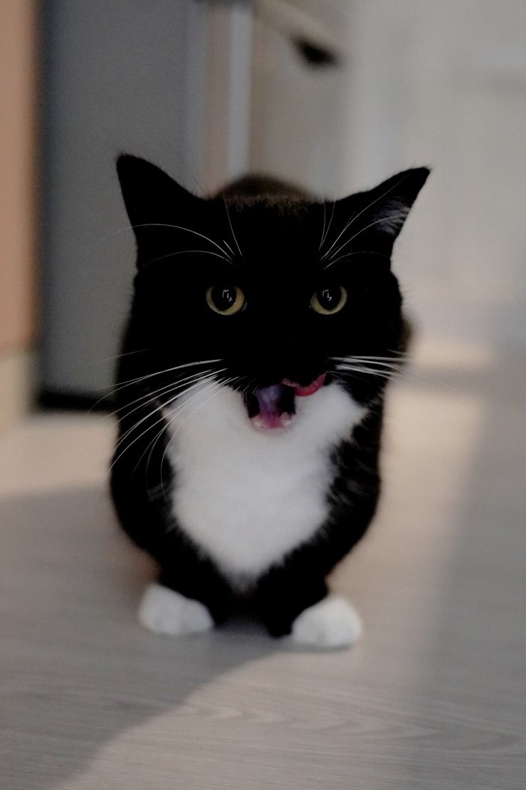 unicouniuni3's tweet photo. evil Uni :3 https://t.co/XPlx3XorMf
