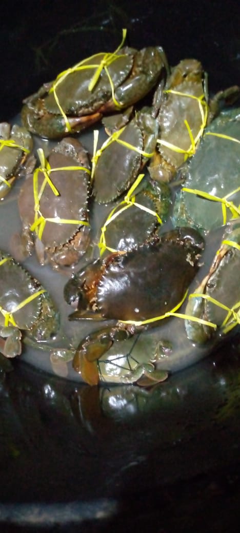 SUGIANT59834347's tweet photo. Senin(05/08/24) Sugianto,Luhkan Kab.Inhil,di KUB USAHA MANDIRI Ds.Kuala Selat tangkapan Kepiting Bakau 30 ,dengan api Pento Insang,bulan Agustus 2024
#GiatLuhkanSatminkalMedan #Inhil
#Tangkap #bpppmedan_brsdm https://t.co/vPmkVo9FME