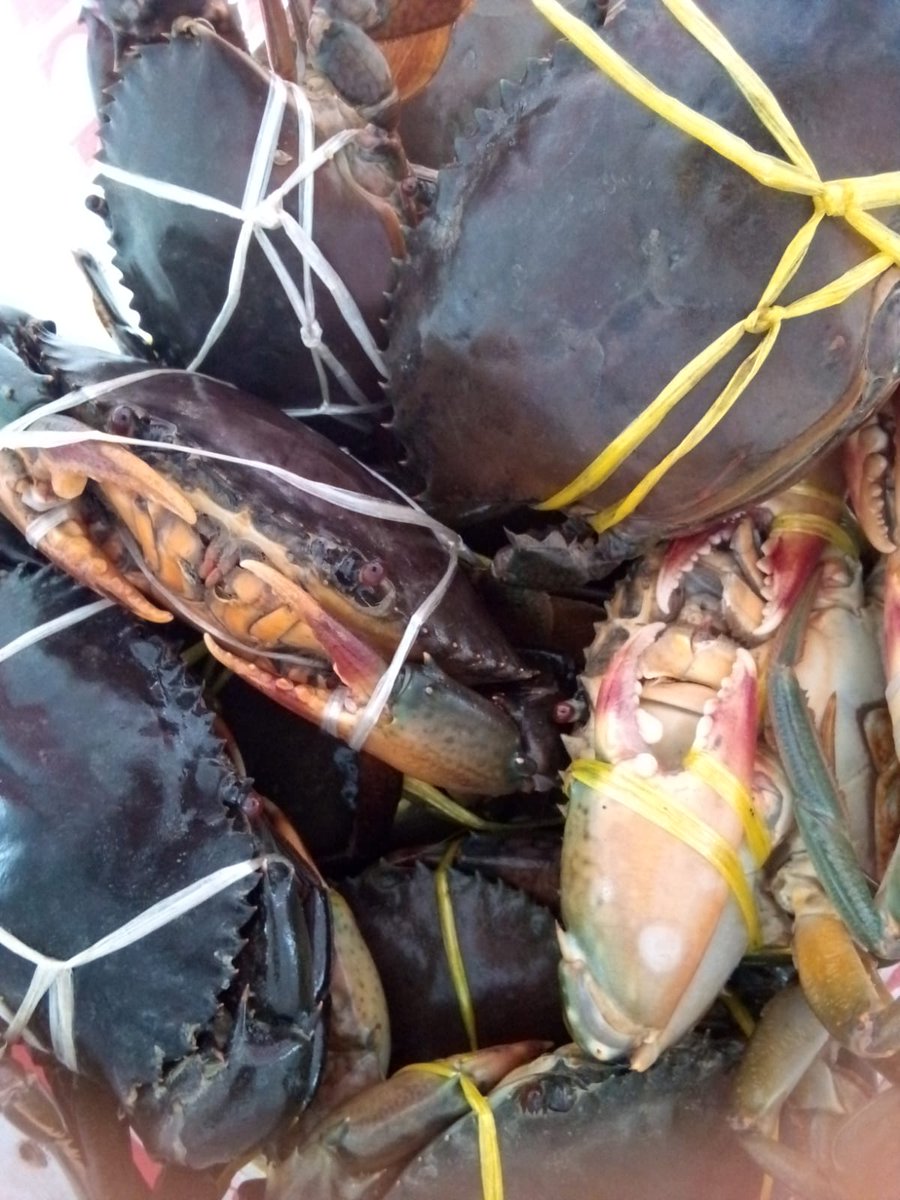 SUGIANT59834347's tweet photo. Senin(05/08/24) Sugianto,Luhkan Kab.Inhil,di KUB USAHA MANDIRI Ds.Kuala Selat tangkapan Kepiting Bakau 30 ,dengan api Pento Insang,bulan Agustus 2024
#GiatLuhkanSatminkalMedan #Inhil
#Tangkap #bpppmedan_brsdm https://t.co/vPmkVo9FME