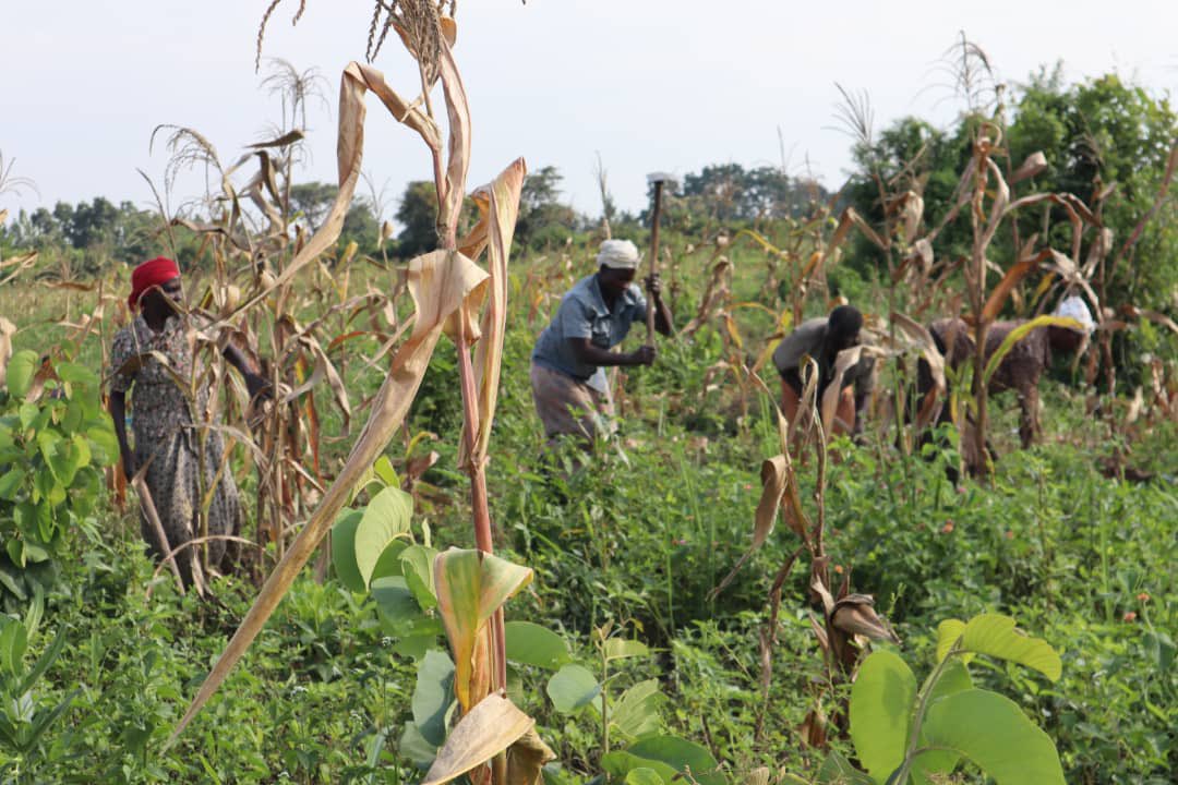 orgwagrau's tweet photo. Our Economic empowerment program has two approaches, 1st is Advocacy (Sensitization, legal representation,Policy and law advocacy,challenging discriminating norms,). 2ndly, actual placement of control of resources of production(land and labor) in the hands of women!! https://t.co/7r9m4tXxF8