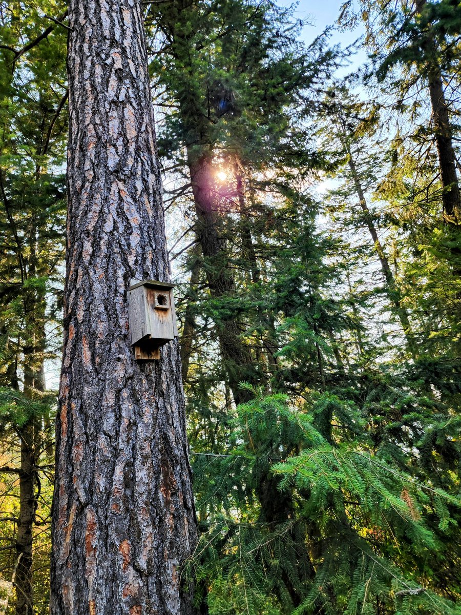 #thicktrunktuesday 
#Tree #NaturePhotography #Nature #NatureTherapy #birdhouse
