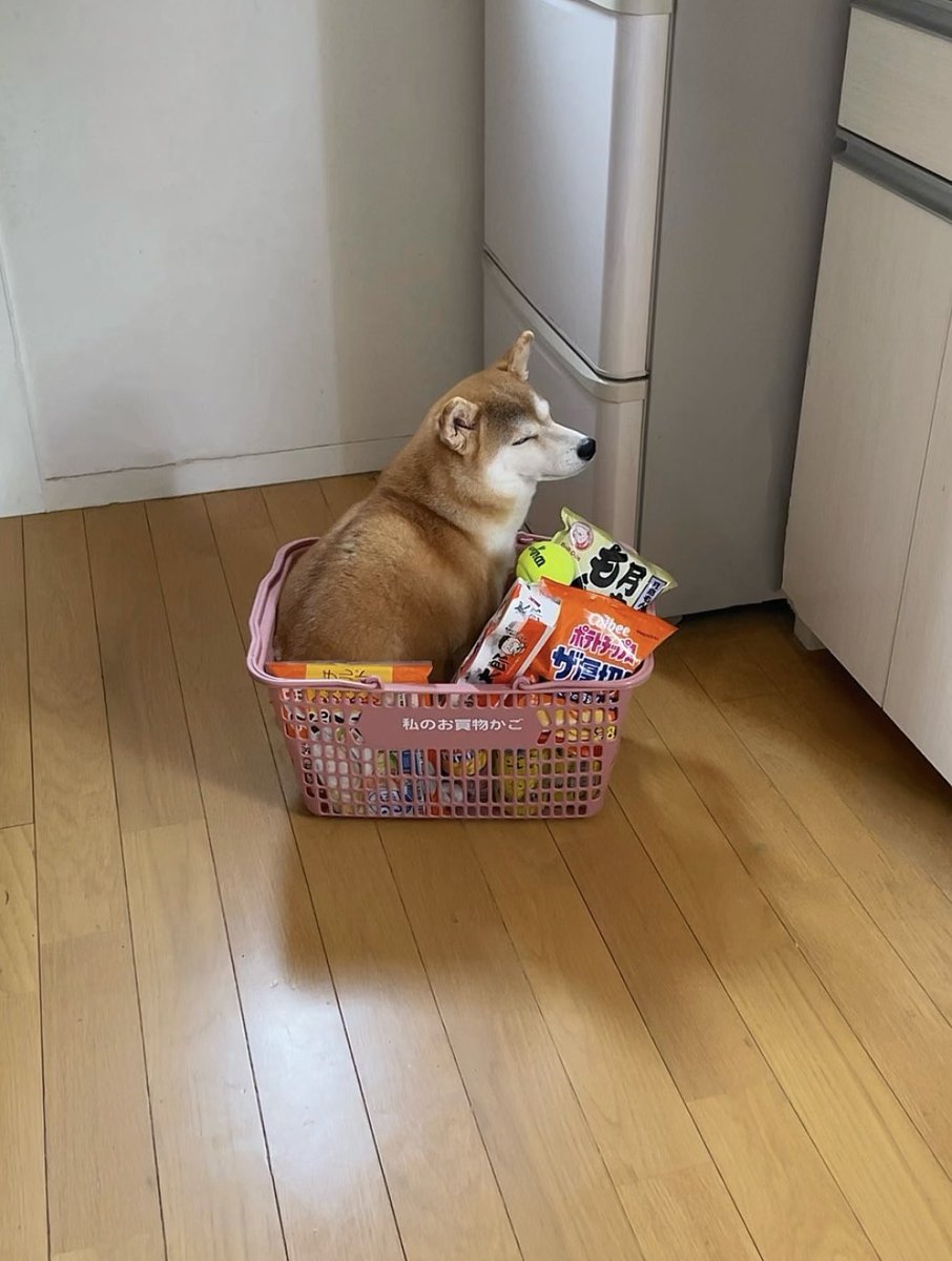 柴犬·͜·♡もも on X