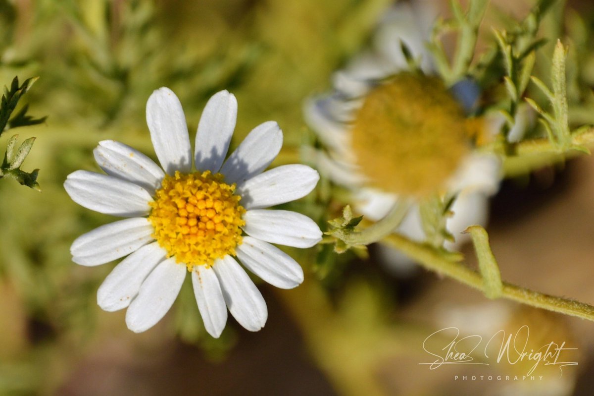Chamomile flower. 💮

#chamomile  #chamomileflowers #Chamomileflower #flowerphotographylove #flower_photography #chamomiletea #stinkingchamomile
