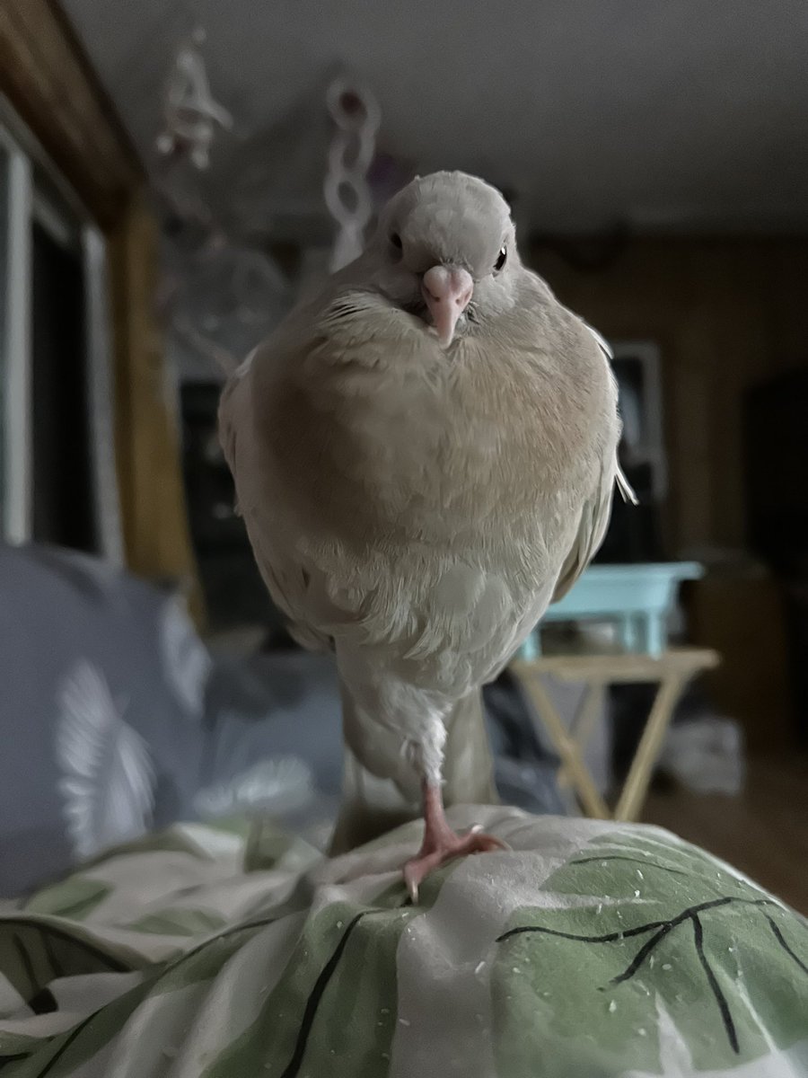 fosterthebeeple's tweet image. Why is this so intimidating