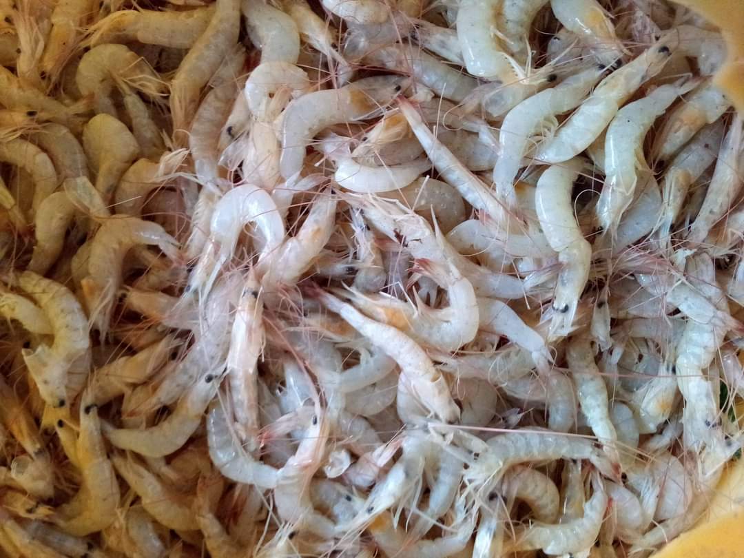 SUGIANT59834347's tweet photo. Minggu(11/08/24) Sugianto,Luhkan Kab.Inhil,di KUB BANGAU PUTIH Kel.Tagaraja tangkapan Udang Tenggek 35 Kg/45.000/Kg, dengan api Gombang,bulan Agustus 2024
#GiatLuhkanSatminkalMedan #Inhil
#Tangkap #bpppmedan_brsdm https://t.co/Kq98z2E7YU