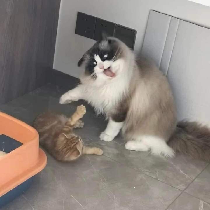 ulat_bulu_bulu's tweet photo. "Jangan sampai paw ni hinggap kat muka kau!" https://t.co/m4BhdI2XYB
