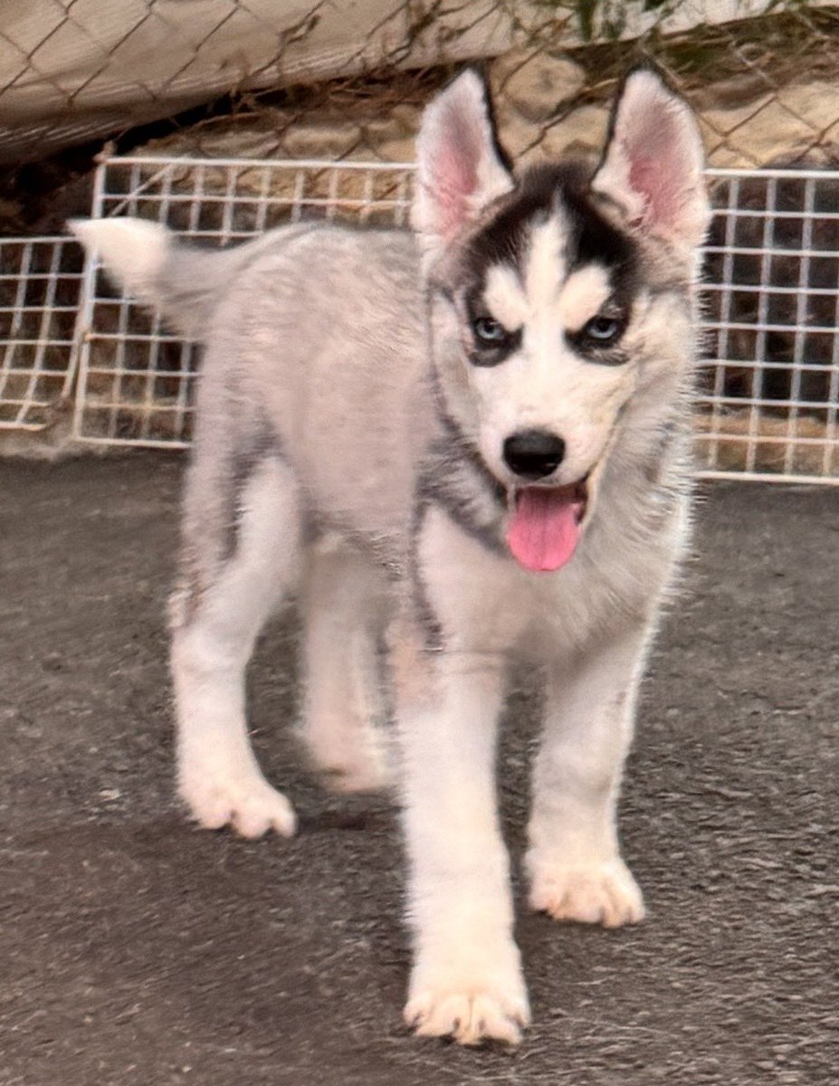 husky_sakura's tweet photo. 御家族様募集中。。
運命の赤い糸は何処な？？
性格も抜群ですよ。✨✨✨
ブラックブルーアイ君　男の子
シルバーブラウンアイ君　男の子

2匹とも超〜イケメンです🩷🩷 https://t.co/K5jJCPtC7R