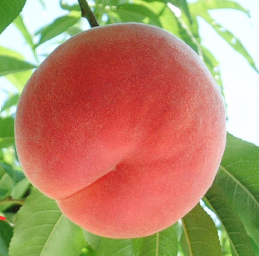 japan_food_loss's tweet photo. ／
📣食べて応援
フードロス削減
＼ 

🆕PR
ふるさと納税
山梨県 もも🍑

🉐お得な方をリプライ

① https://t.co/Xq7EspqioI

② https://t.co/8ufOBQmNg6

③ https://t.co/9Isya42GBo

山梨県はもも生産量日本一！大好評のおいしい桃を旬の時期にお届け! 山梨市の人気の桃を直送します https://t.co/6hRjCSferI