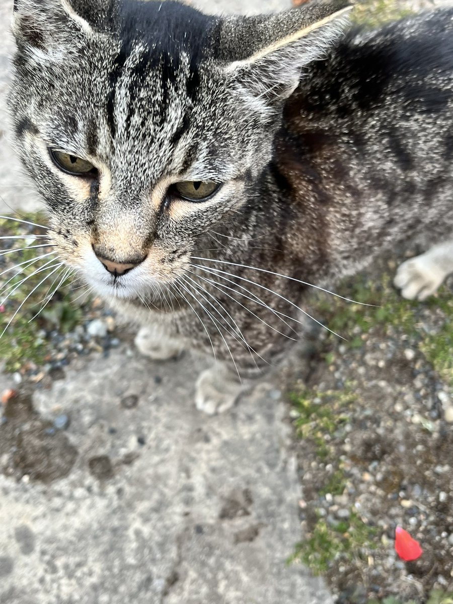 mellowdawn's tweet photo. Fun start to my summer vacation! The best day trips include meeting a cat! 😻
#SummerVibes #vacation #PNW https://t.co/vxpF3sJRFT