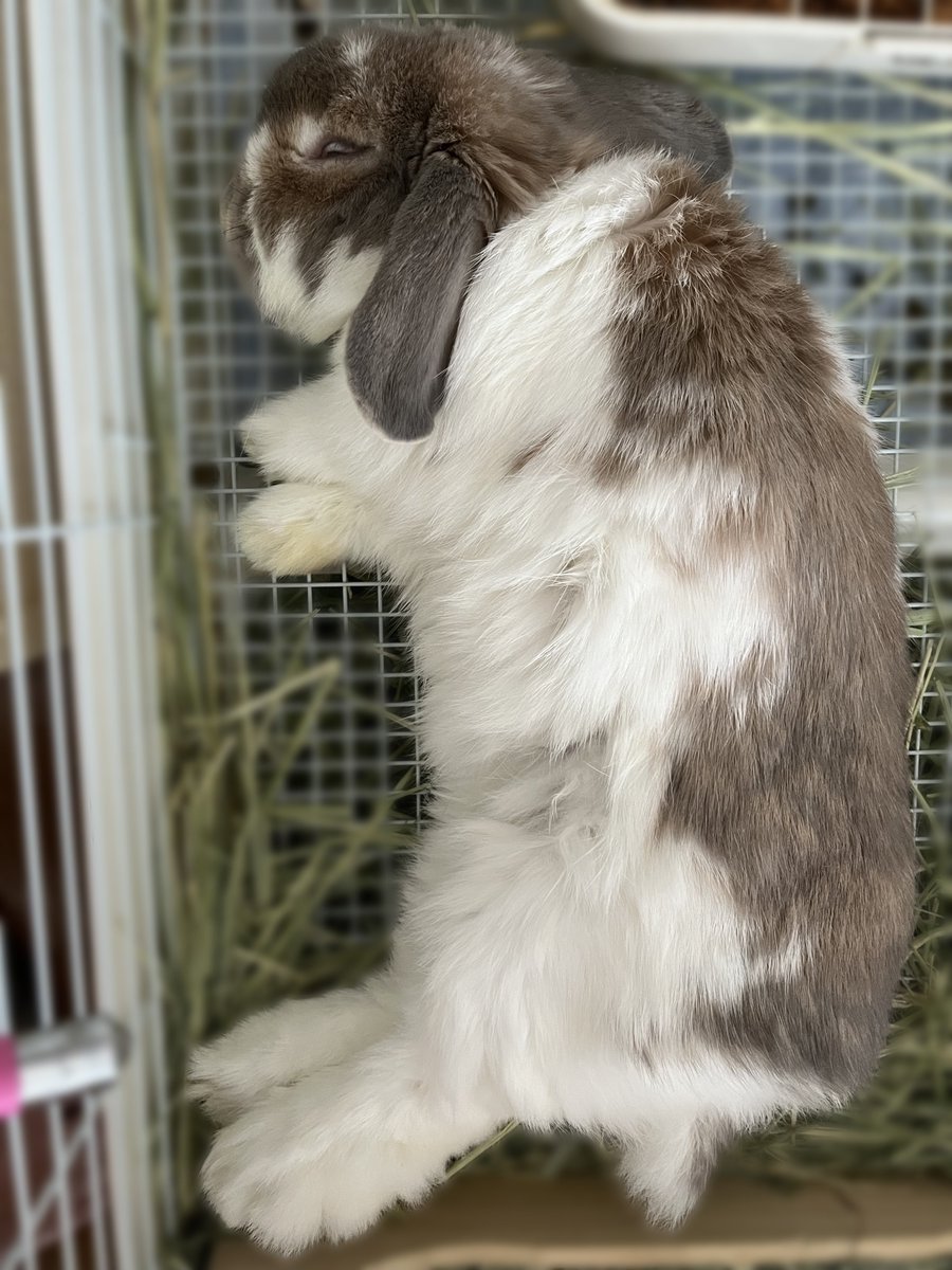 うさぎのミミちゃん🐰 tweet media