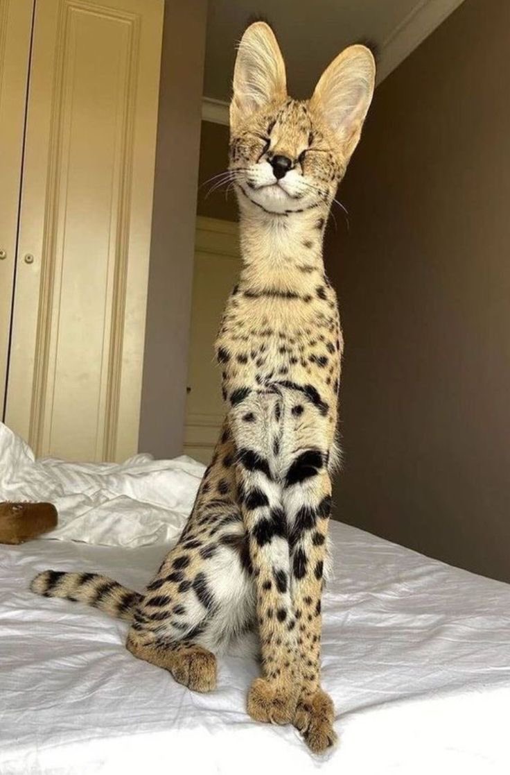 PunchingCat's tweet image. assassin build                          tank build