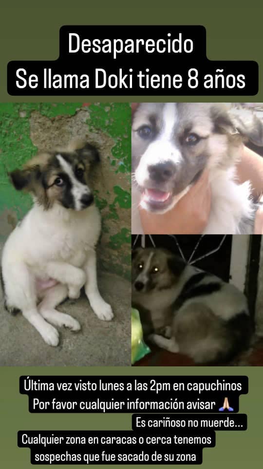 PerroUsuario's tweet image. Doki se encuentra desaparecido desde hace 15 días, dicen que algún vecino que lo conocía lo sacó de su zona. Por favor el que pueda ayudar si lo ve comunicarse al 04241330104. Él es de San Martin - Caracas. #Difundimos
