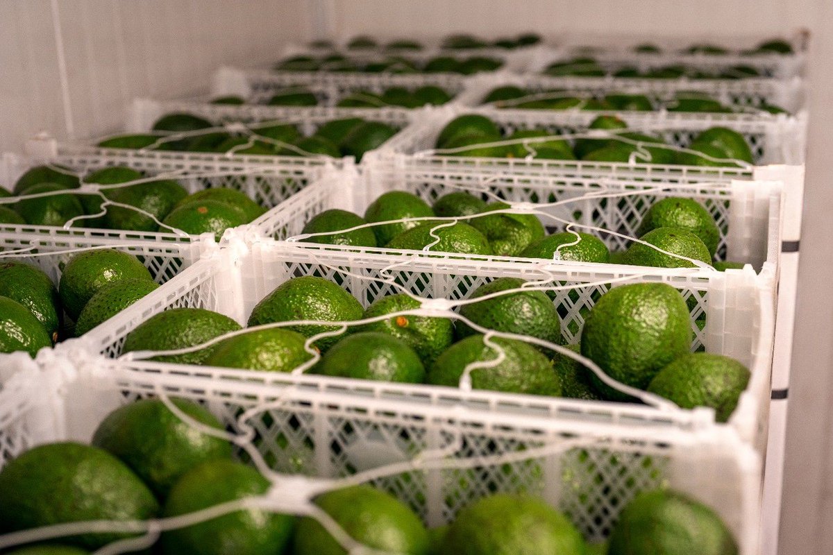 AGRIDevelopmnts's tweet photo. [Avocados] The global market is to double in the next decade to 34.18 bn USD by 2034 led by its health benefits from consumption, skin care &amp; a growing middle class in Asia.

#Avocados #Agriculture #Food #Finance #Investment #Philippines #AGRIDevelopments

https://t.co/4KQ1WxiQRU https://t.co/cfrKeV0JKy