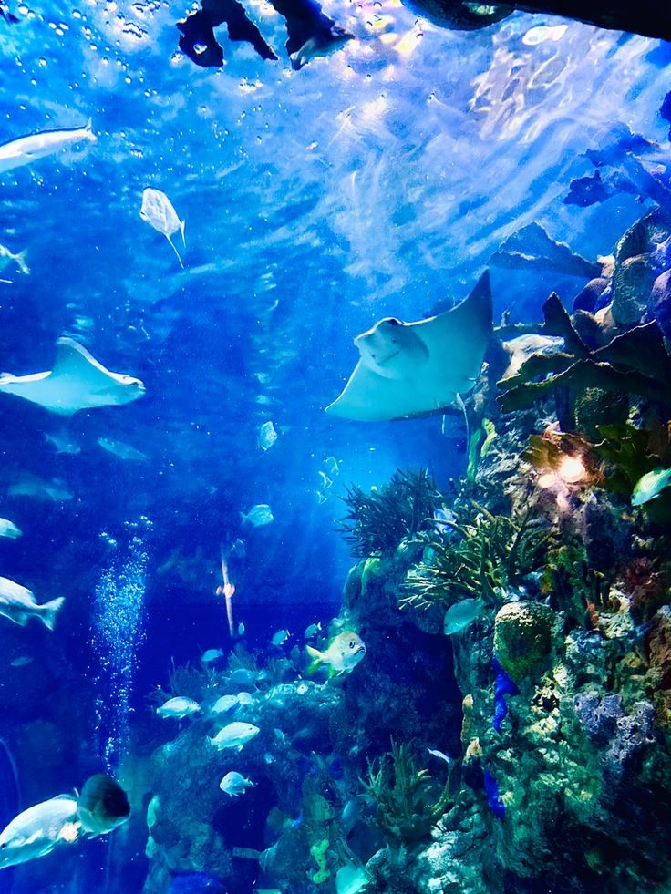 go on a date to the aquarium ! 

an interactive thread🧵  
 🫧🐠🪸💕~