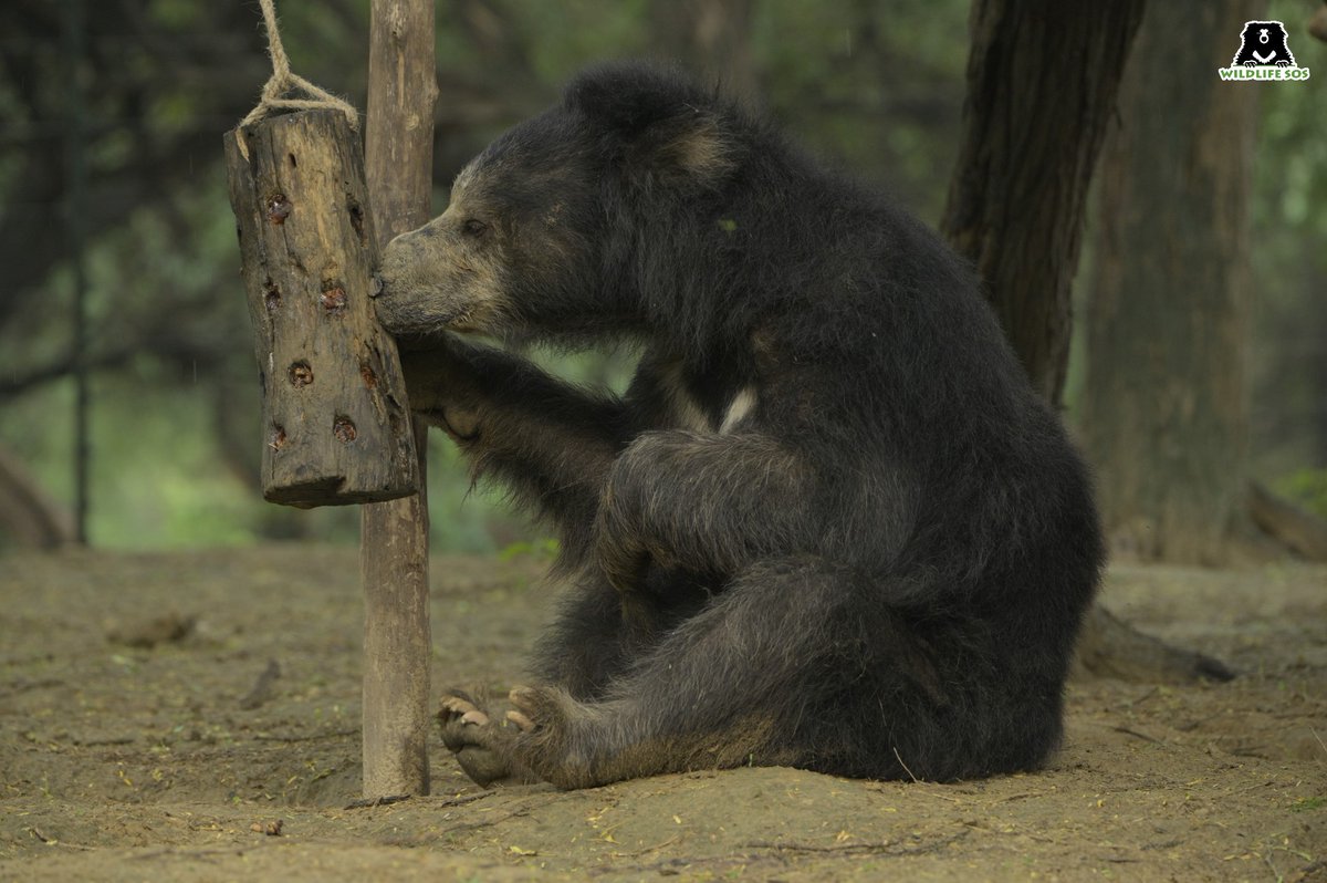 WildlifeSOS's tweet photo. Bear Diary: A day in the life of radiant Roshan! 

Roshan, a rescued sloth bear, has been putting smiles on his caregivers’ faces for years with his playful antics and zest for life. Now in his 22nd year, this charming bear continues to find joy in the various enrichments in his enclosure.

During a rescue operation conducted in 2008 by Wildlife SOS and the West Bengal Forest Department, 30 sloth bears were saved from the ‘dancing’ bear practice – one of whom was a six-year-old bear named Roshan. 

Click on this link to read more about Roshan’s story: https://t.co/9PKzv2jhbh 

#WildlifeSOS #Wildlifeconservation #Slothbears #fyp #explore #trending