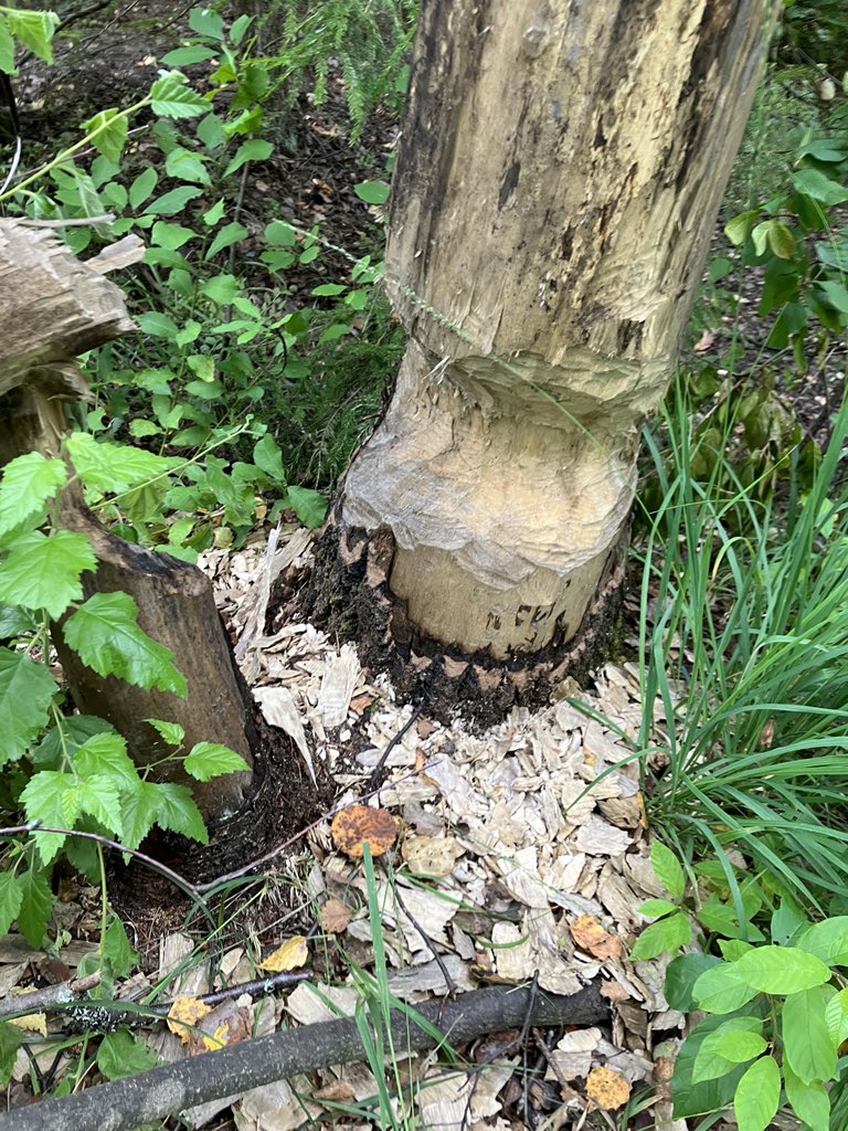 Курва или не курва?