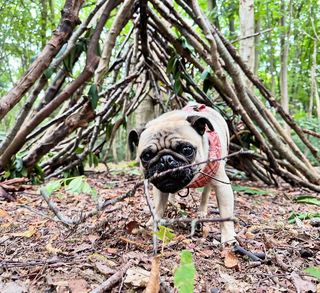 pugclub1's tweet image. I made a stick den! Sticks are one of my favourite things, sticks and stones are pretty precious to me 😆🙈 . #pugfun #woodlandwalk  #instapug #puglovers #pugsnotdrugs  #cute #dogswithsticks #squishyfacecrew