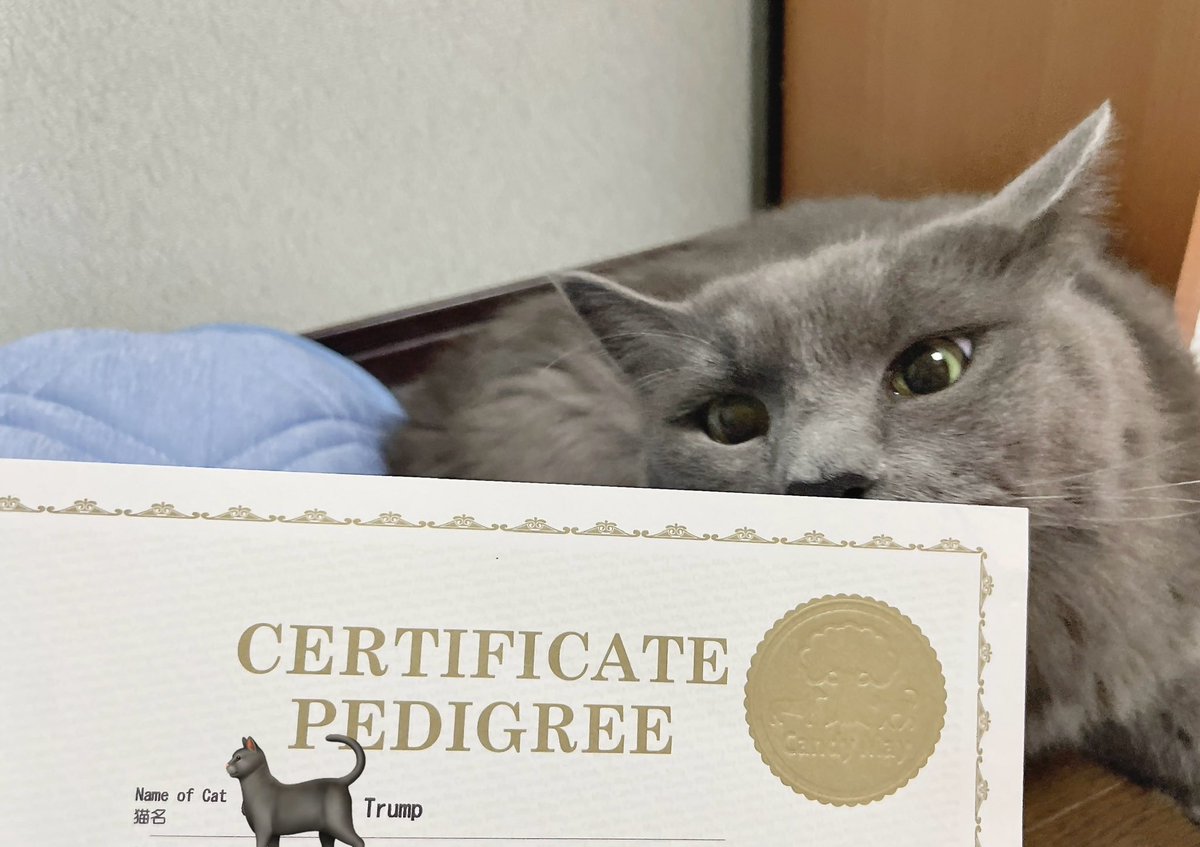 実家に血統書おいたままだったから
今回帰ってきて見てみた

おもちの本名はトランプだった🐈‍⬛笑

#猫のいる暮らし #ねこのいる幸せ 
#サイベリアン