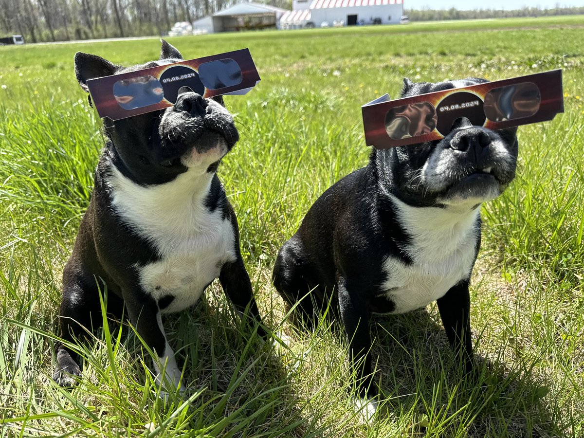 DustyFSH's tweet photo. @GraceSm16250397 @pnjaban Bostons are amazing best friends!  We have had 2 sets of brothers over the past 17 years.  They are smart, sweet, affectionate, opinionated, protective, low shedding, athletic (we did agility), &amp; highly intelligent!  They will play, they will cuddle…they are the best! 😃 https://t.co/0NcSye6ePG