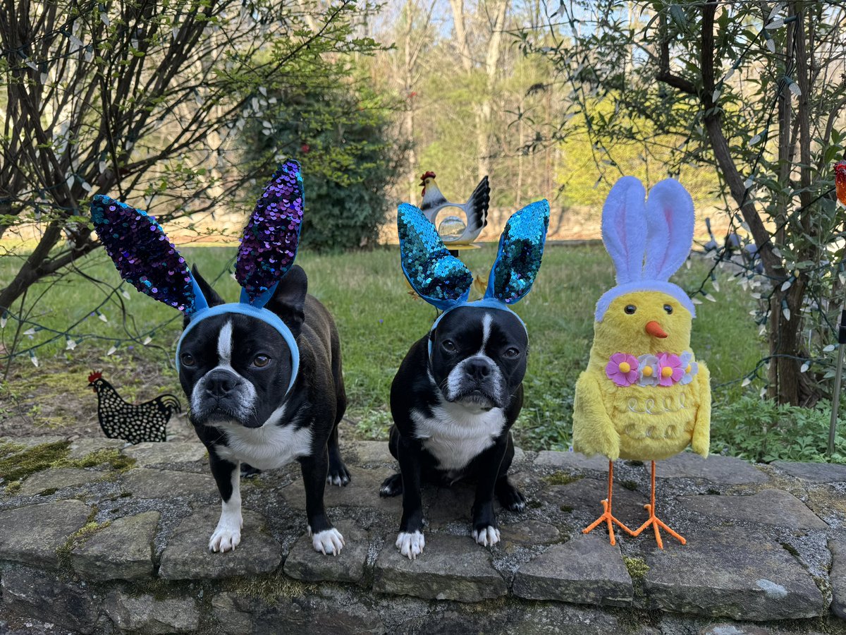 DustyFSH's tweet photo. @GraceSm16250397 @pnjaban Bostons are amazing best friends!  We have had 2 sets of brothers over the past 17 years.  They are smart, sweet, affectionate, opinionated, protective, low shedding, athletic (we did agility), &amp; highly intelligent!  They will play, they will cuddle…they are the best! 😃 https://t.co/0NcSye6ePG