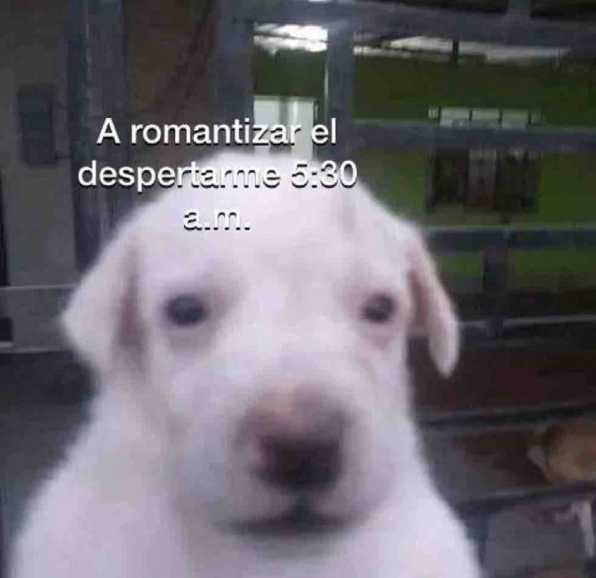 Asies a mimir.